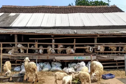 Kandang Kambing