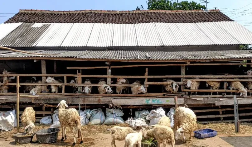 Kandang Kambing