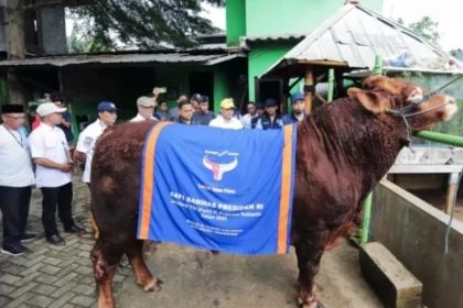 Hewan Kurban Presiden Prabowo