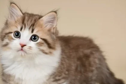 kucing