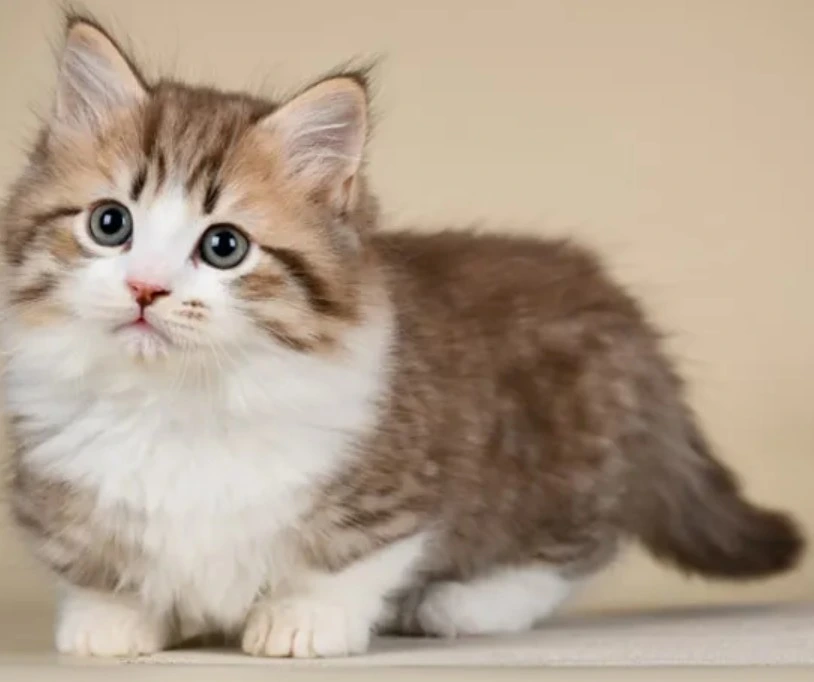 kucing